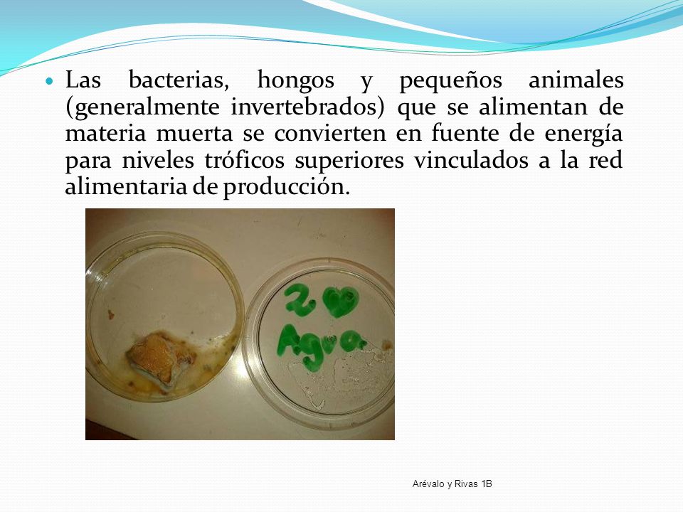 Las bacterias, hongos y pequeños animales (generalmente invertebrados) que se alimentan de materia muerta se convierten en fuente de energía para niveles tróficos superiores vinculados a la red alimentaria de producción.