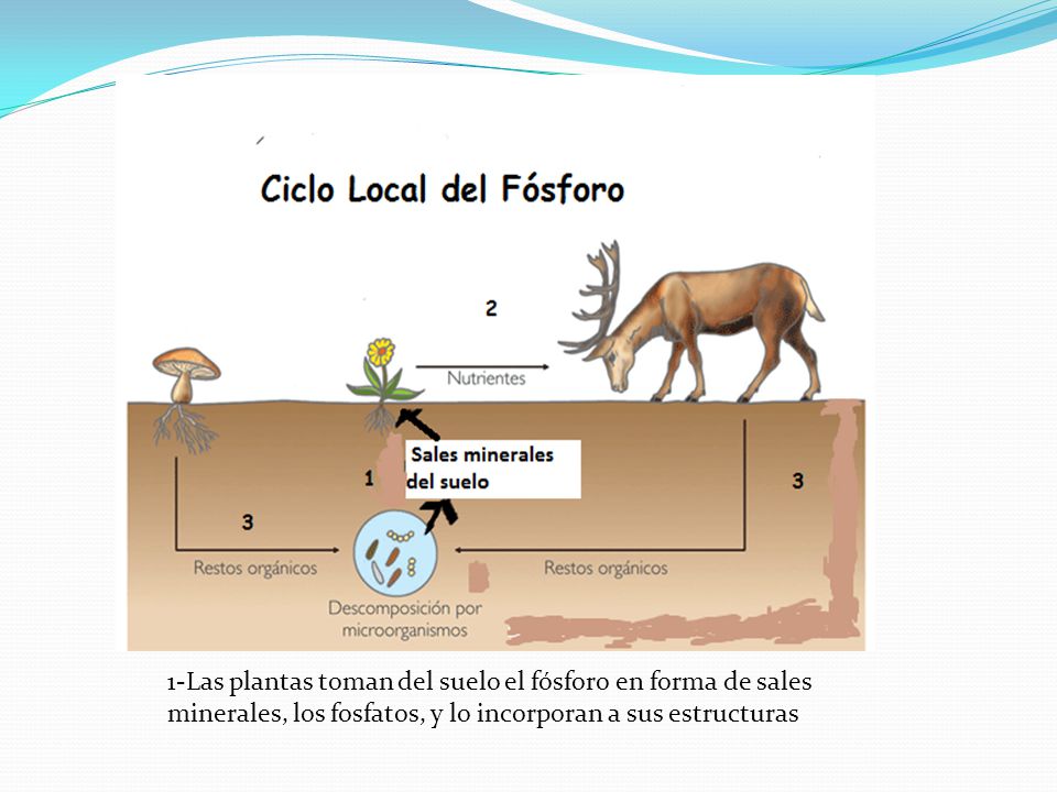 1-Las plantas toman del suelo el fósforo en forma de sales minerales, los fosfatos, y lo incorporan a sus estructuras