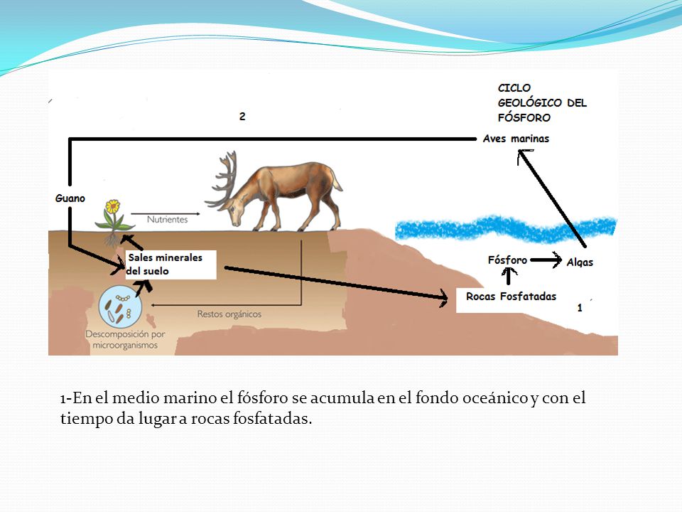 1-En el medio marino el fósforo se acumula en el fondo oceánico y con el tiempo da lugar a rocas fosfatadas.