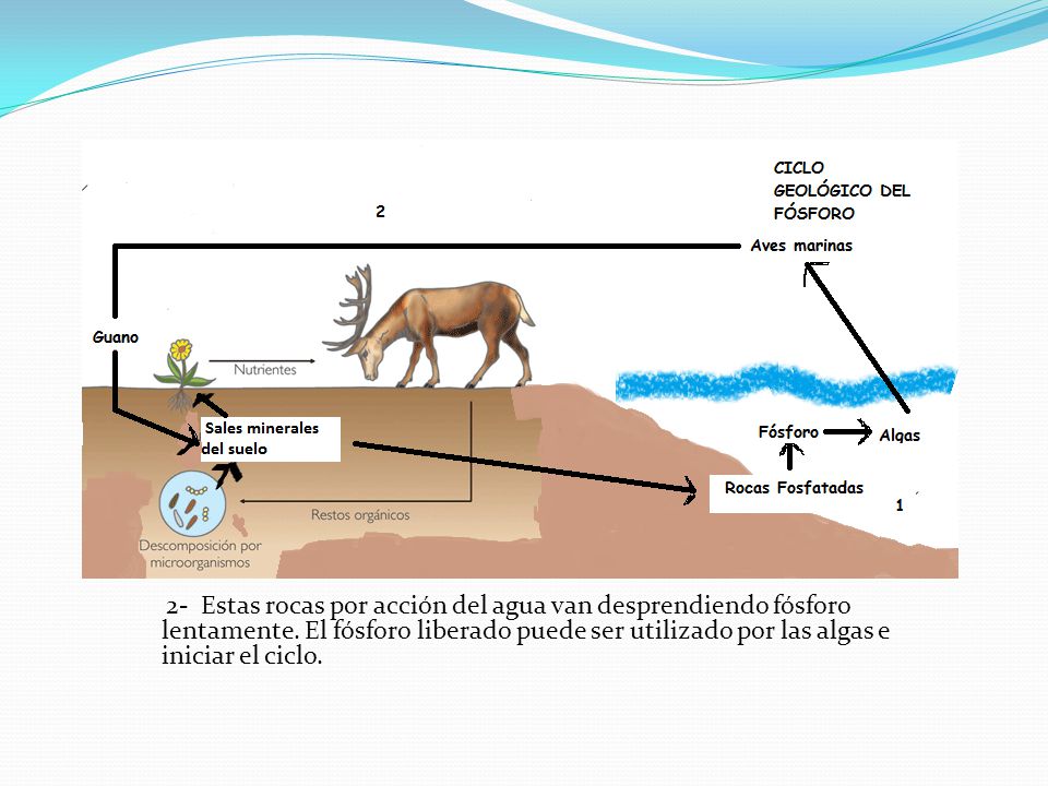 2- Estas rocas por acción del agua van desprendiendo fósforo lentamente.