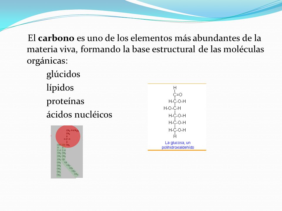 El carbono es uno de los elementos más abundantes de la materia viva, formando la base estructural de las moléculas orgánicas: