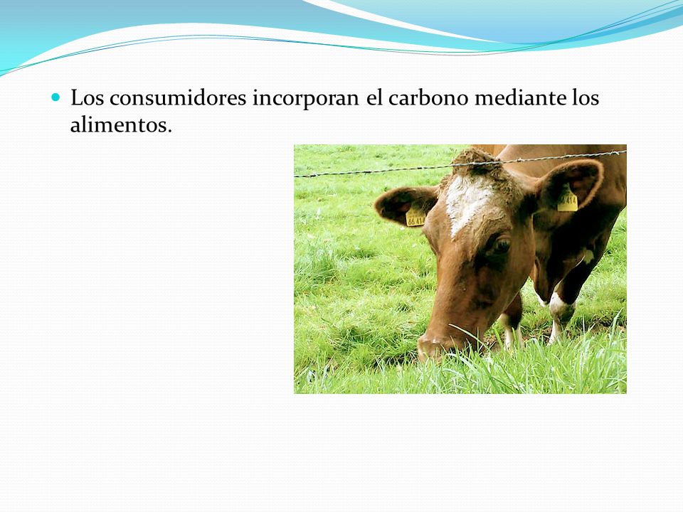 Los consumidores incorporan el carbono mediante los alimentos.