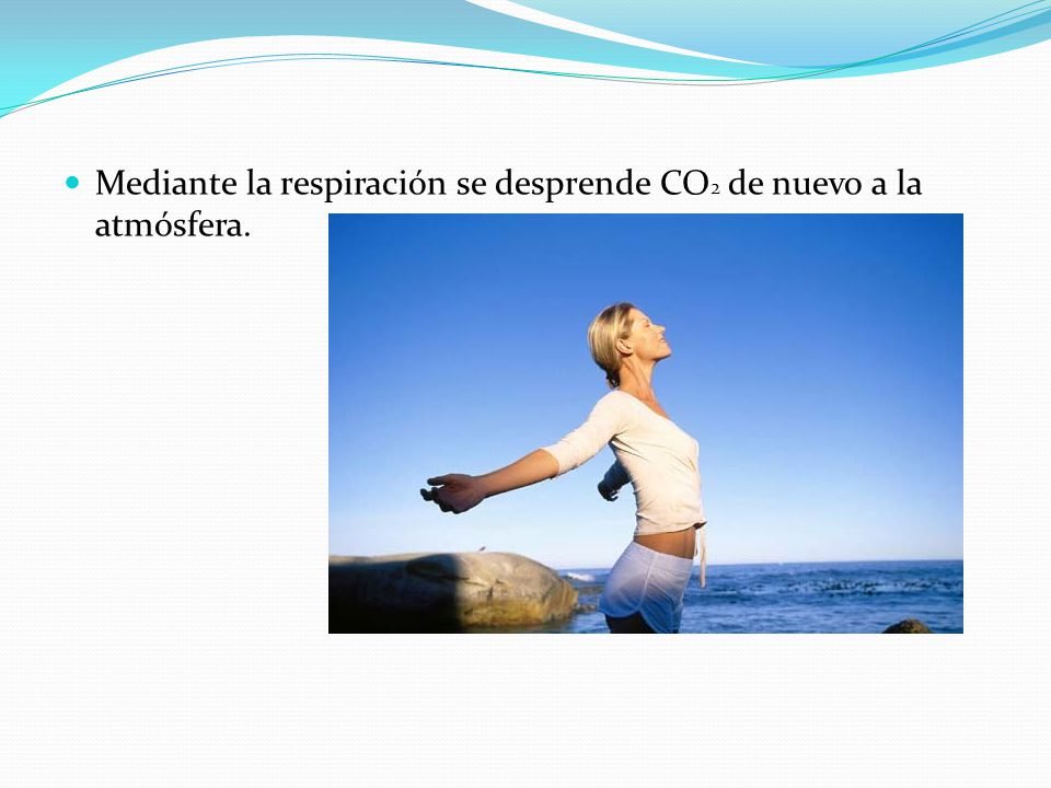 Mediante la respiración se desprende CO2 de nuevo a la atmósfera.