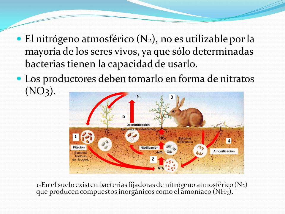 Los productores deben tomarlo en forma de nitratos (NO3).