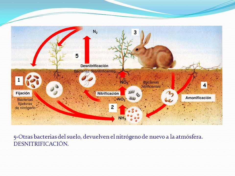 5-Otras bacterias del suelo, devuelven el nitrógeno de nuevo a la atmósfera. DESNITRIFICACIÓN.