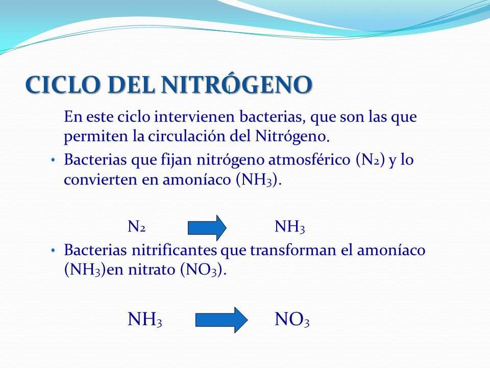 CICLO DEL NITRÓGENO I. En este ciclo intervienen bacterias, que son las que permiten la circulación del Nitrógeno.