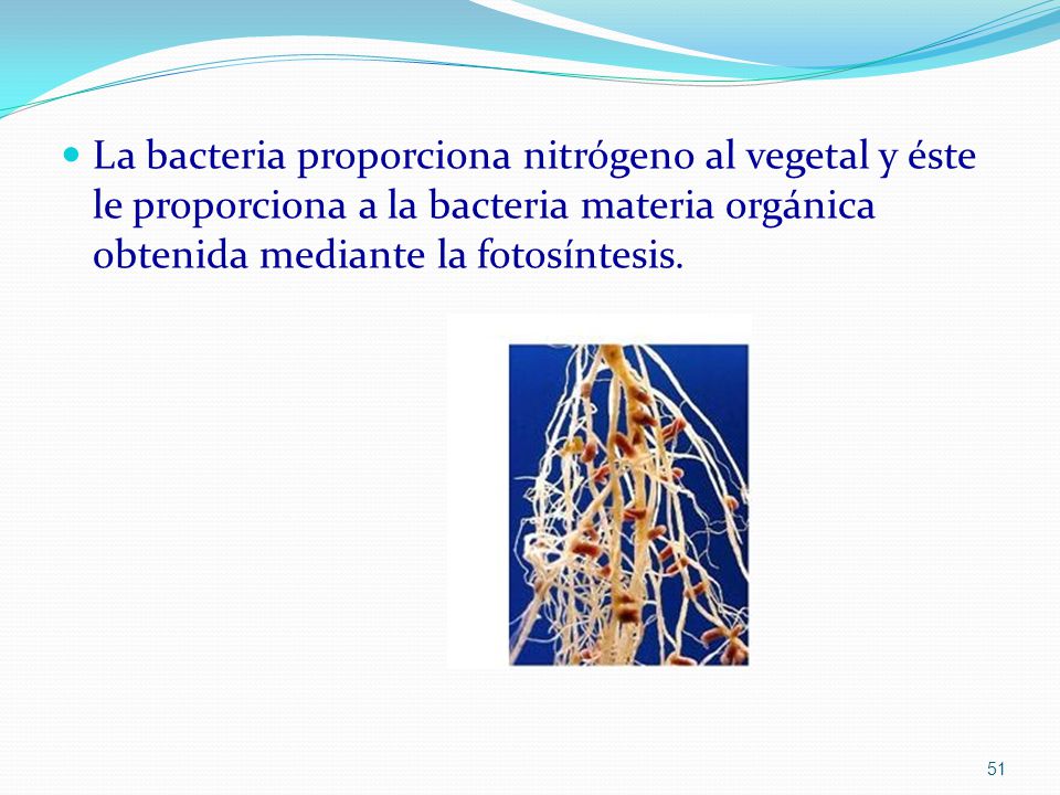 La bacteria proporciona nitrógeno al vegetal y éste le proporciona a la bacteria materia orgánica obtenida mediante la fotosíntesis.