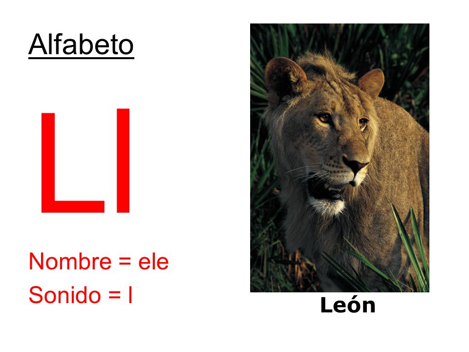 Alfabeto Ll Nombre = ele Sonido = l León