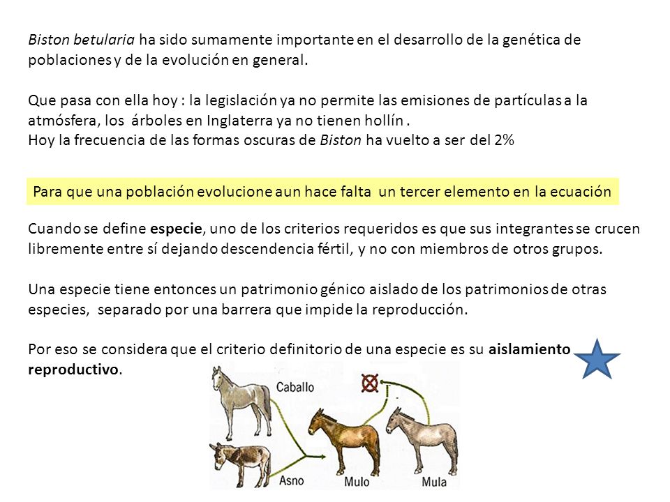 Biston betularia ha sido sumamente importante en el desarrollo de la genética de poblaciones y de la evolución en general.