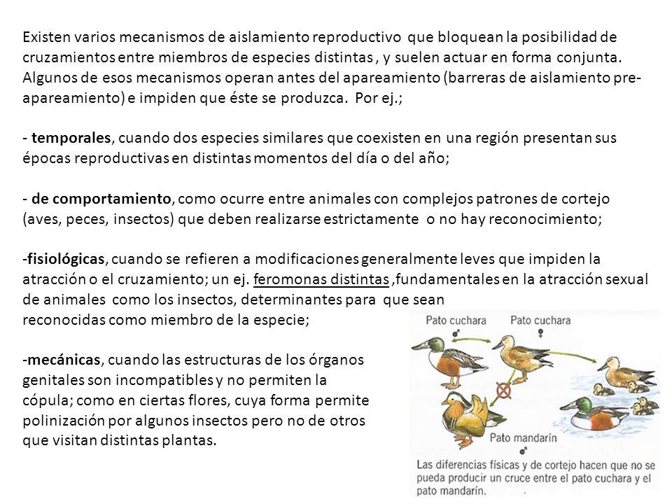 Existen varios mecanismos de aislamiento reproductivo que bloquean la posibilidad de cruzamientos entre miembros de especies distintas , y suelen actuar en forma conjunta. Algunos de esos mecanismos operan antes del apareamiento (barreras de aislamiento pre-apareamiento) e impiden que éste se produzca. Por ej.;