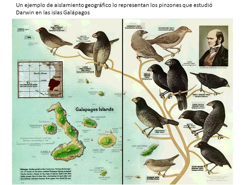 Un ejemplo de aislamiento geográfico lo representan los pinzones que estudió Darwin en las islas Galápagos