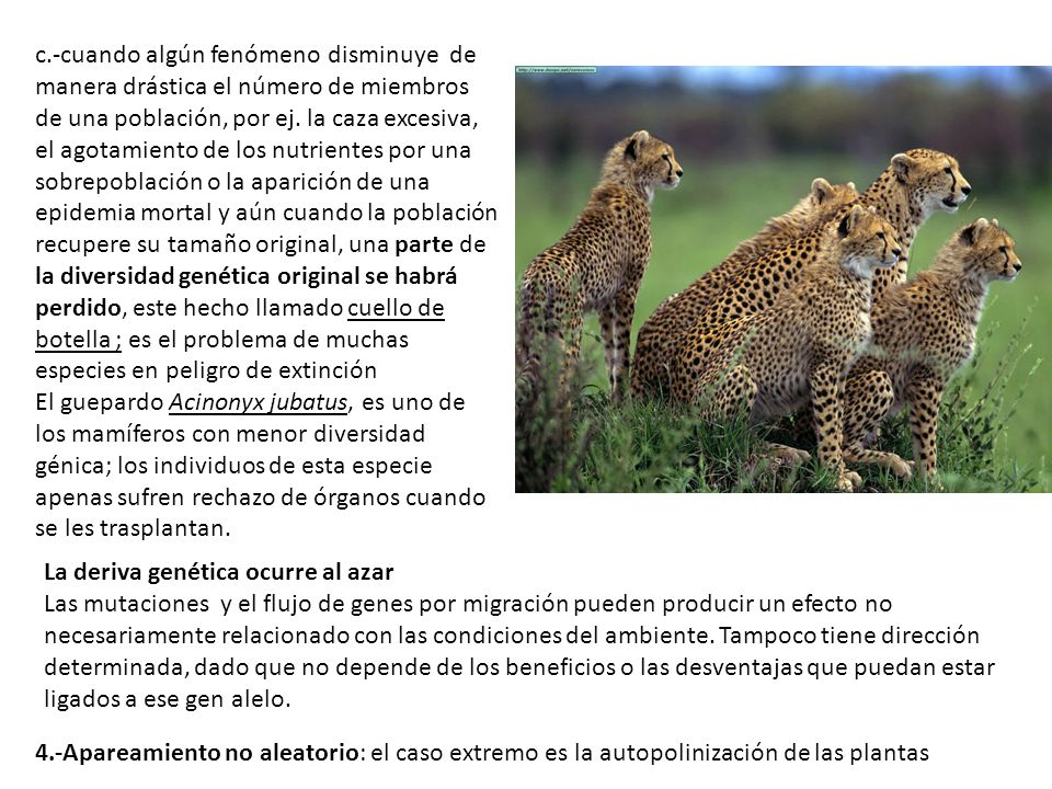 c.-cuando algún fenómeno disminuye de manera drástica el número de miembros de una población, por ej. la caza excesiva, el agotamiento de los nutrientes por una sobrepoblación o la aparición de una epidemia mortal y aún cuando la población recupere su tamaño original, una parte de la diversidad genética original se habrá perdido, este hecho llamado cuello de botella ; es el problema de muchas especies en peligro de extinción