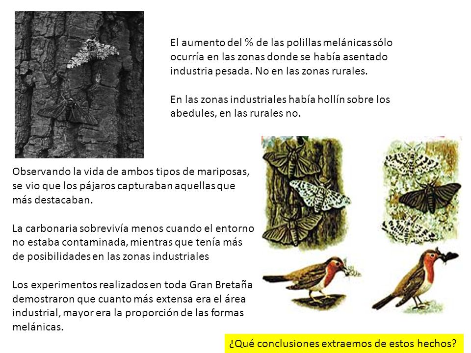 El aumento del % de las polillas melánicas sólo ocurría en las zonas donde se había asentado industria pesada. No en las zonas rurales.
