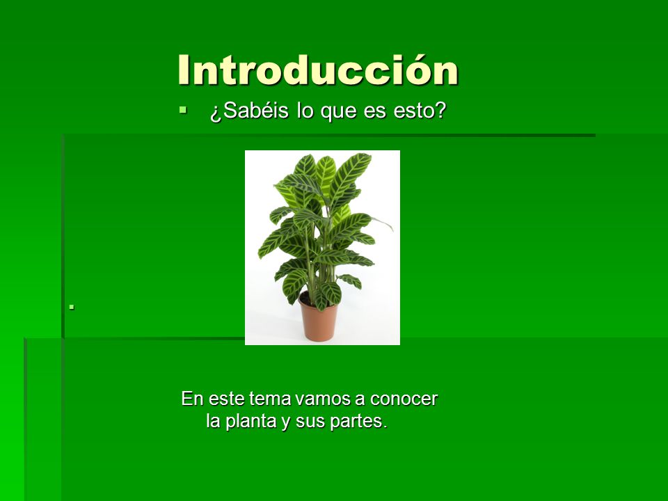 Introducción ¿Sabéis lo que es esto la planta y sus partes.