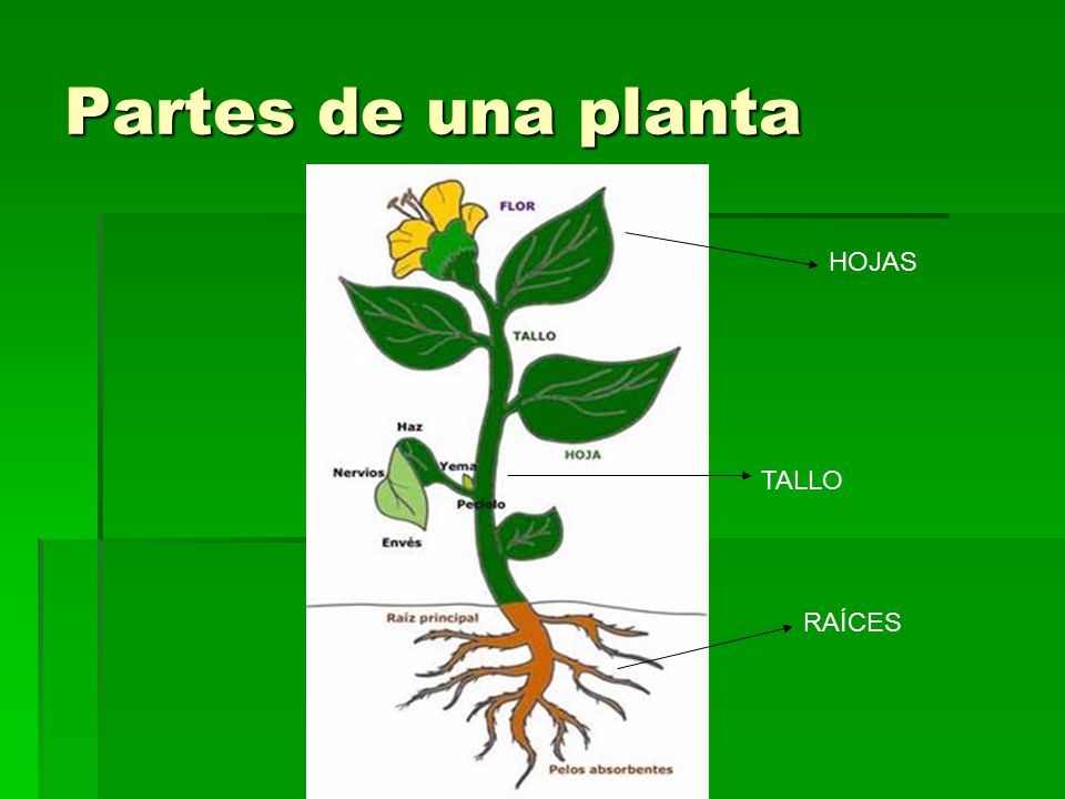 Resultado de imagen de las plantas en primaria