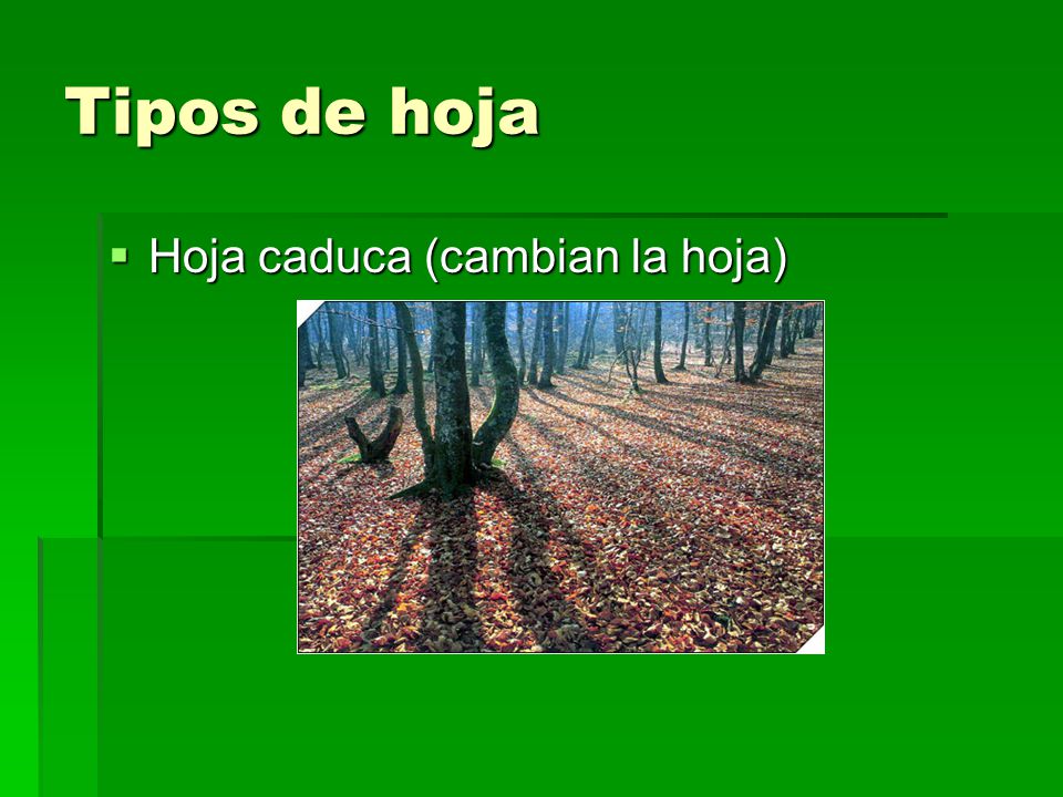 Tipos de hoja Hoja caduca (cambian la hoja)