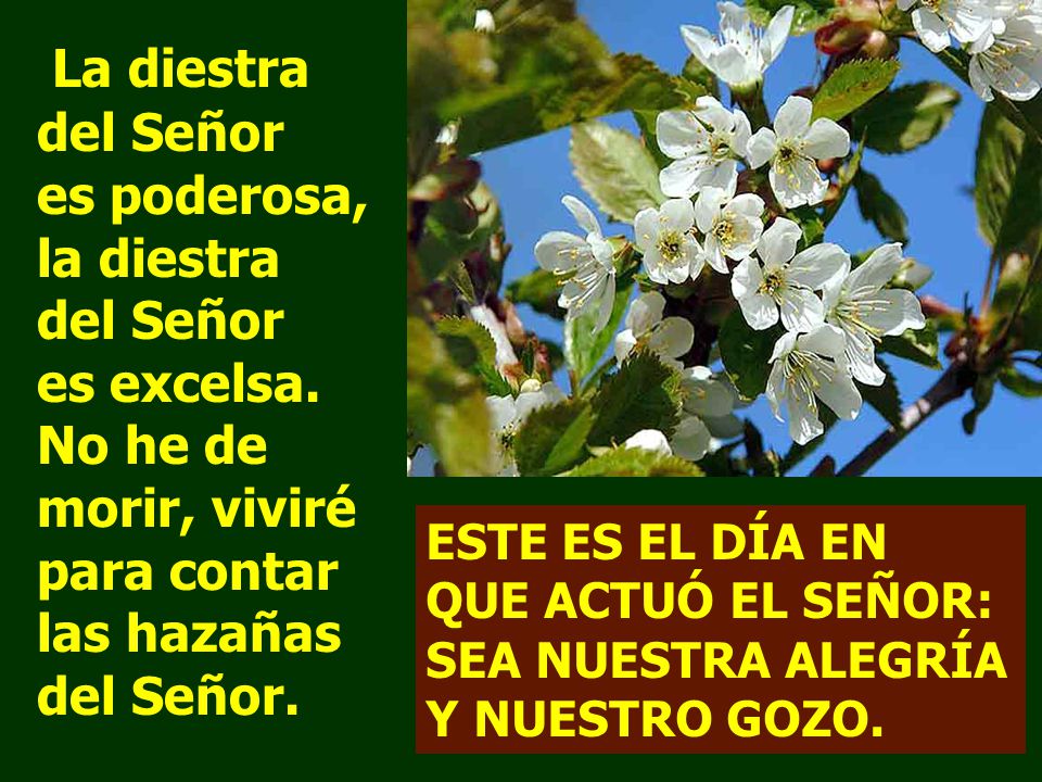 La diestra del Señor es poderosa, la diestra del Señor es excelsa