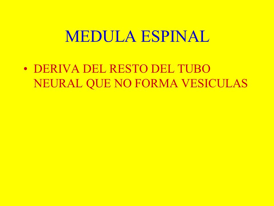 MEDULA ESPINAL DERIVA DEL RESTO DEL TUBO NEURAL QUE NO FORMA VESICULAS