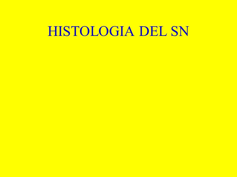 HISTOLOGIA DEL SN
