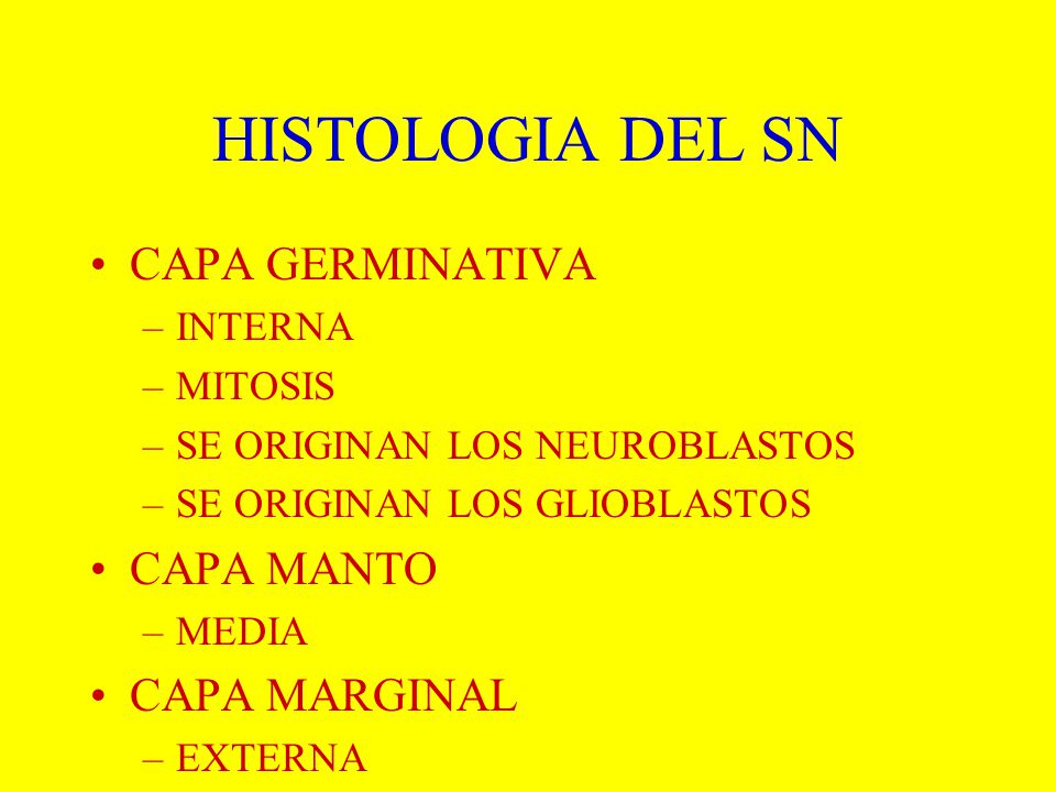 HISTOLOGIA DEL SN CAPA GERMINATIVA CAPA MANTO CAPA MARGINAL INTERNA