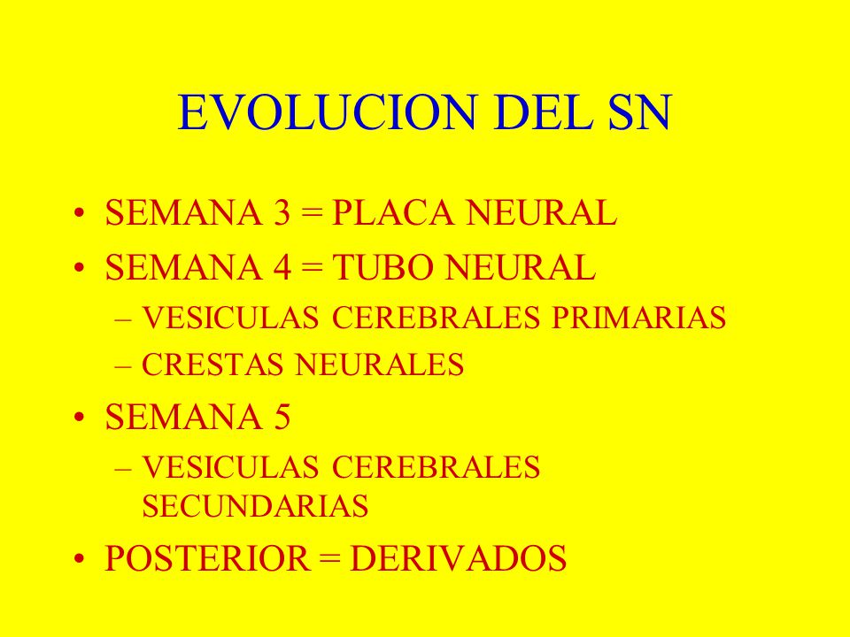 EVOLUCION DEL SN SEMANA 3 = PLACA NEURAL SEMANA 4 = TUBO NEURAL
