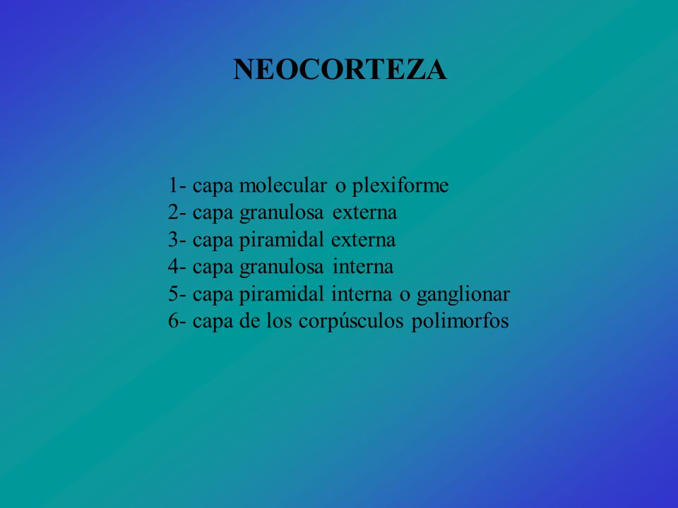 NEOCORTEZA 1- capa molecular o plexiforme 2- capa granulosa externa