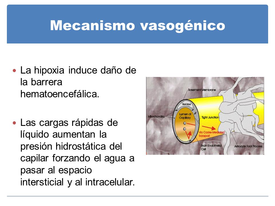 Mecanismo vasogénico La hipoxia induce daño de la barrera hematoencefálica.