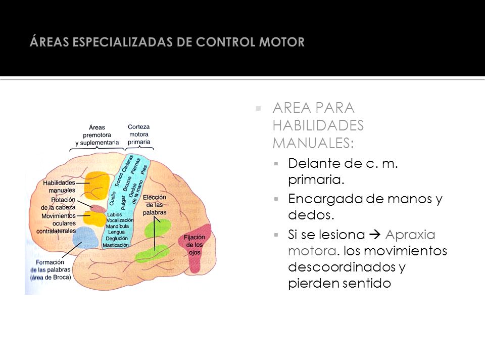 ÁREAS ESPECIALIZADAS DE CONTROL MOTOR
