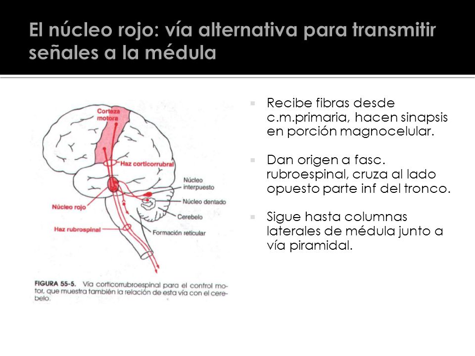 El núcleo rojo: vía alternativa para transmitir señales a la médula