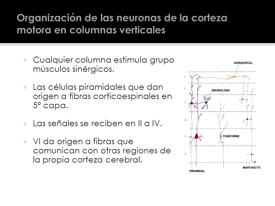 Organización de las neuronas de la corteza motora en columnas verticales