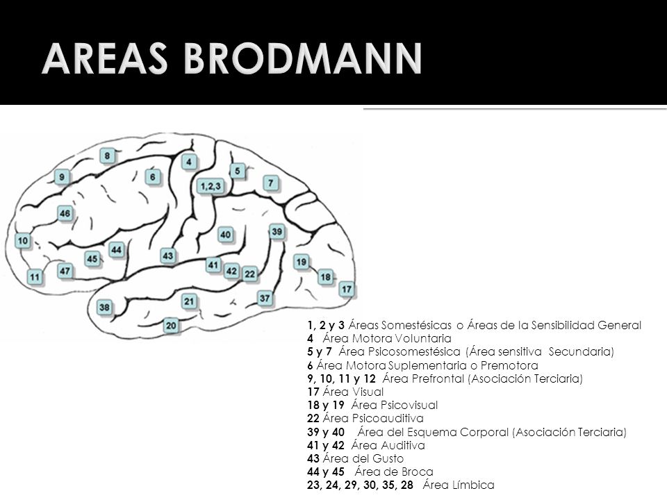 AREAS BRODMANN 1, 2 y 3 Áreas Somestésicas o Áreas de la Sensibilidad General. 4 Área Motora Voluntaria