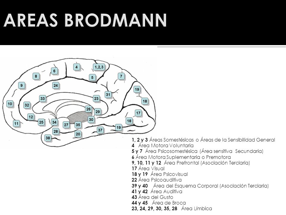 AREAS BRODMANN 1, 2 y 3 Áreas Somestésicas o Áreas de la Sensibilidad General. 4 Área Motora Voluntaria