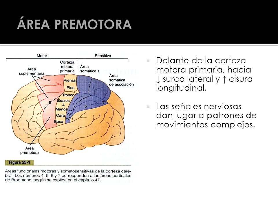 ÁREA PREMOTORA Delante de la corteza motora primaria, hacia ↓ surco lateral y ↑ cisura longitudinal.