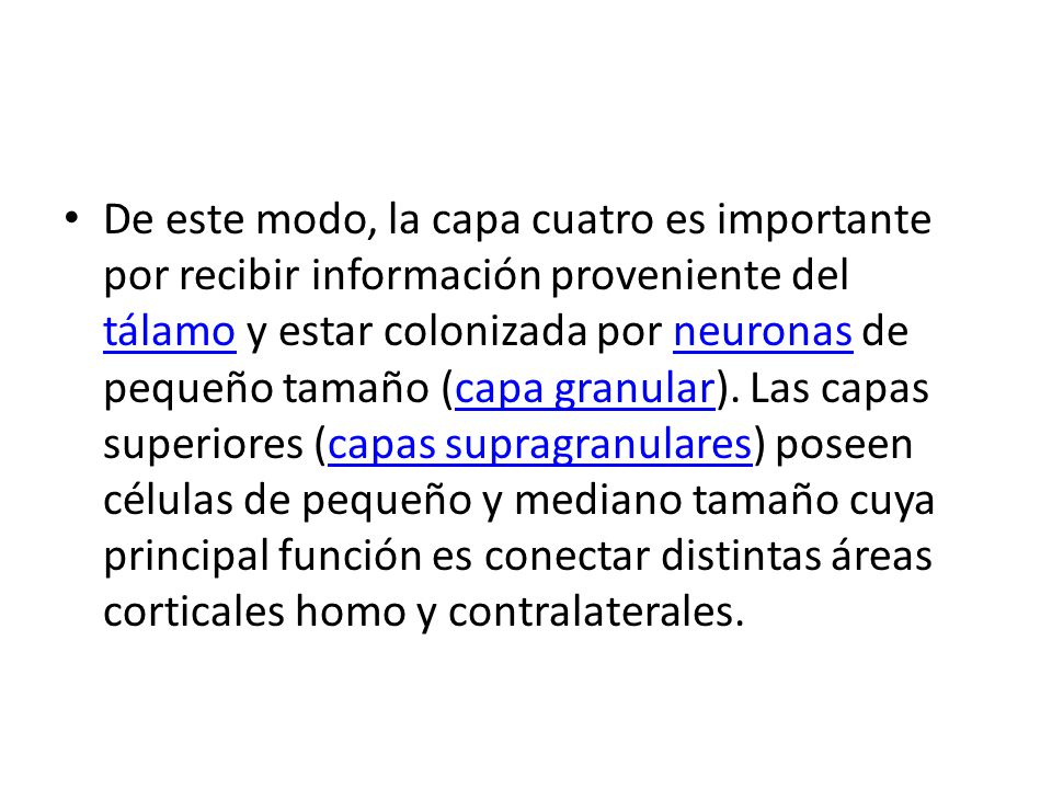 De este modo, la capa cuatro es importante por recibir información proveniente del tálamo y estar colonizada por neuronas de pequeño tamaño (capa granular).