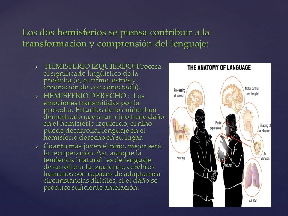 Los dos hemisferios se piensa contribuir a la transformación y comprensión del lenguaje: