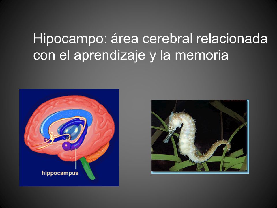 Hipocampo: área cerebral relacionada con el aprendizaje y la memoria