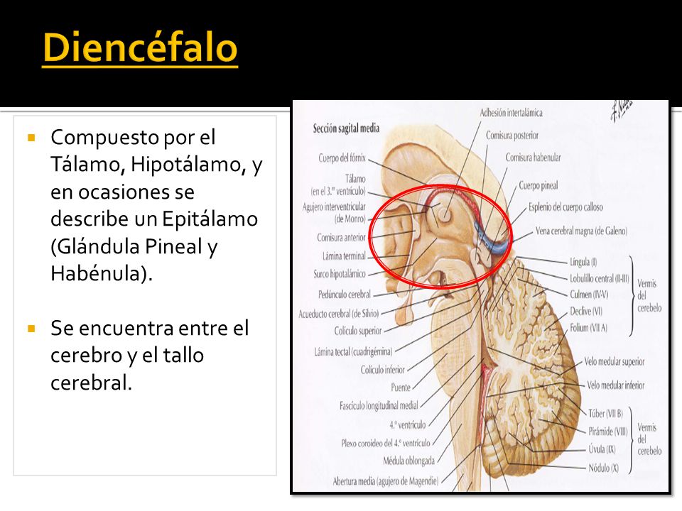 Diencéfalo Compuesto por el Tálamo, Hipotálamo, y en ocasiones se describe un Epitálamo (Glándula Pineal y Habénula).