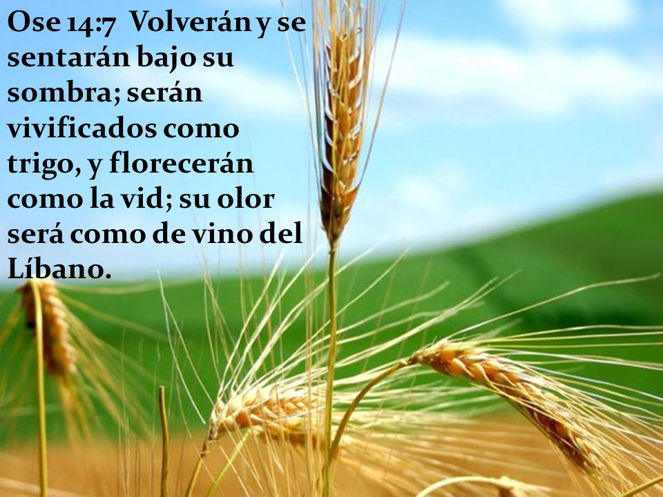 Ose 14:7 Volverán y se sentarán bajo su sombra; serán vivificados como trigo, y florecerán como la vid; su olor será como de vino del Líbano.