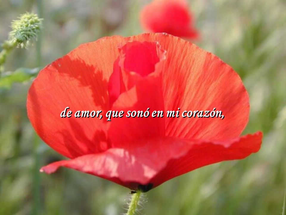 de amor, que sonó en mi corazón,
