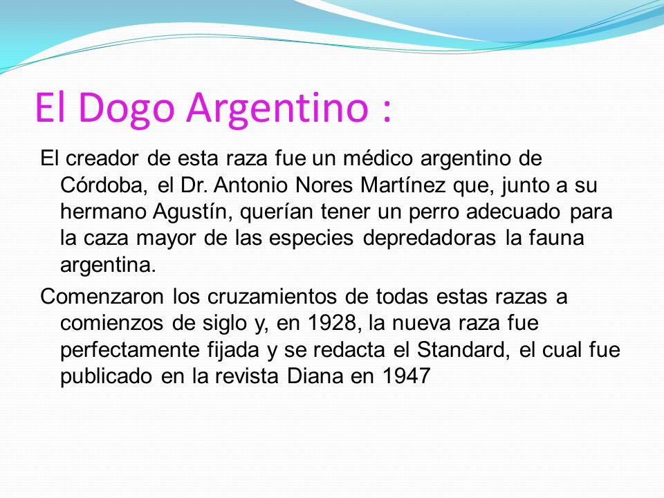El Dogo Argentino :