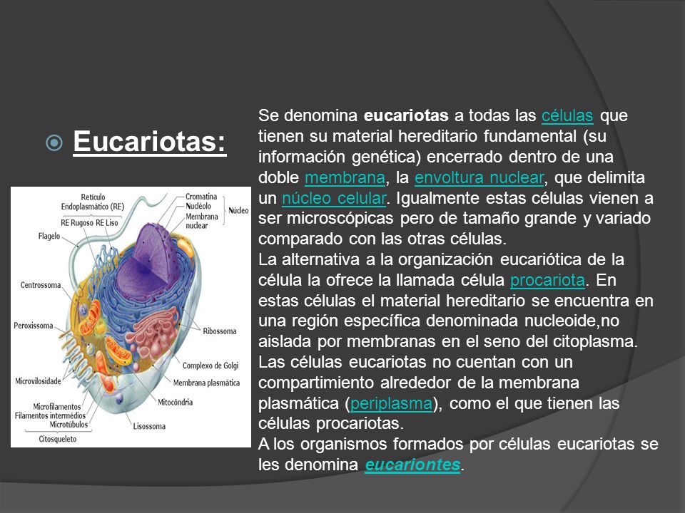 Se denomina eucariotas a todas las células que tienen su material hereditario fundamental (su información genética) encerrado dentro de una doble membrana, la envoltura nuclear, que delimita un núcleo celular. Igualmente estas células vienen a ser microscópicas pero de tamaño grande y variado comparado con las otras células.