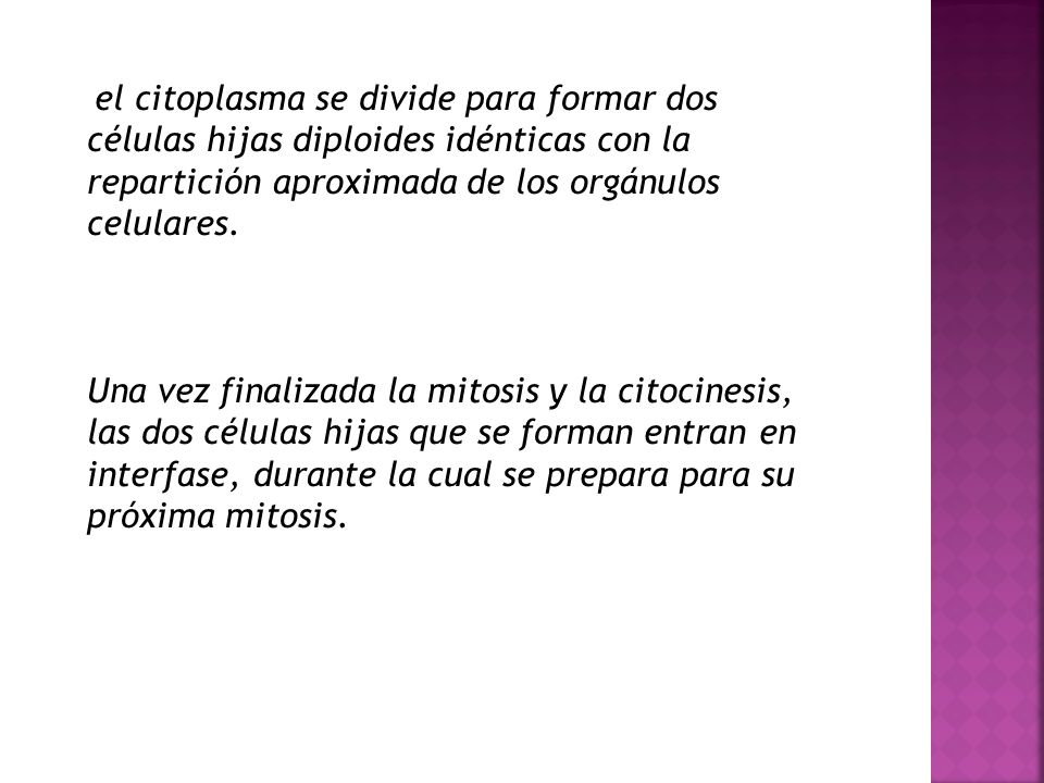 el citoplasma se divide para formar dos células hijas diploides idénticas con la repartición aproximada de los orgánulos celulares.