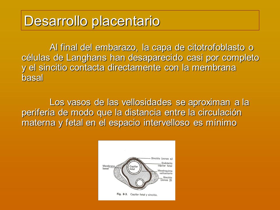 Desarrollo placentario