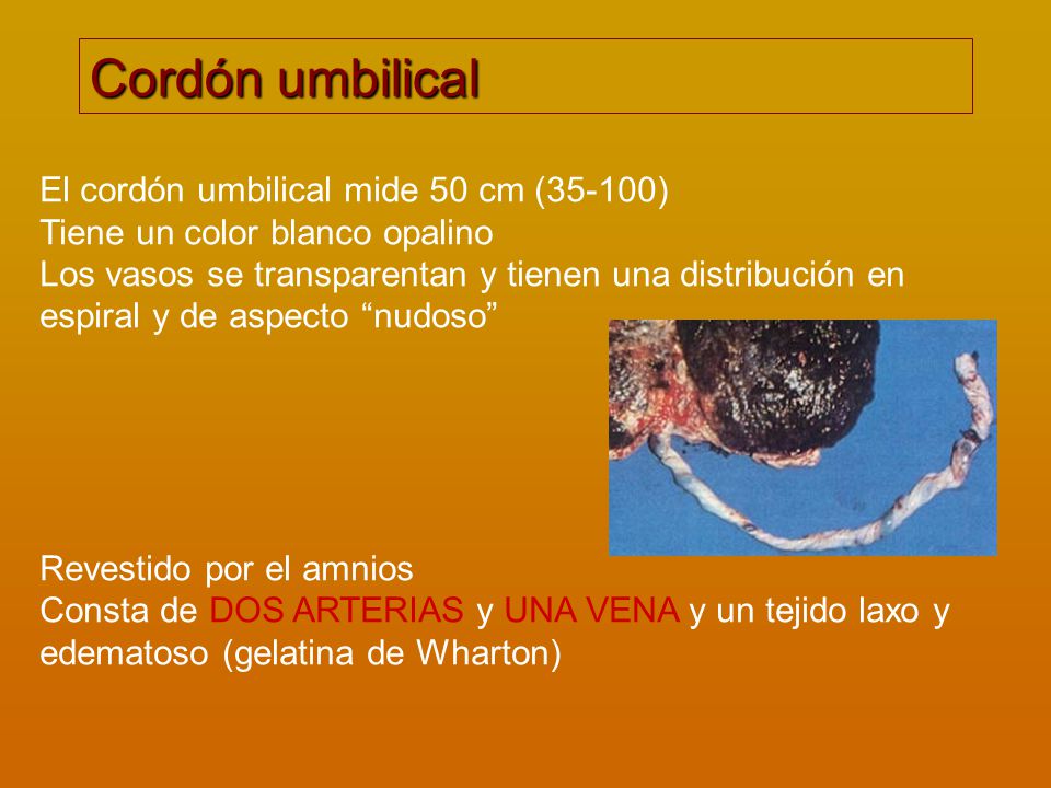 Cordón umbilical El cordón umbilical mide 50 cm (35-100)