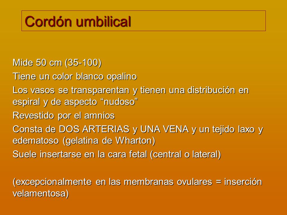 Cordón umbilical Mide 50 cm (35-100) Tiene un color blanco opalino