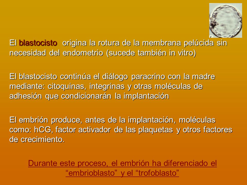El blastocisto origina la rotura de la membrana pelúcida sin necesidad del endometrio (sucede también in vitro)