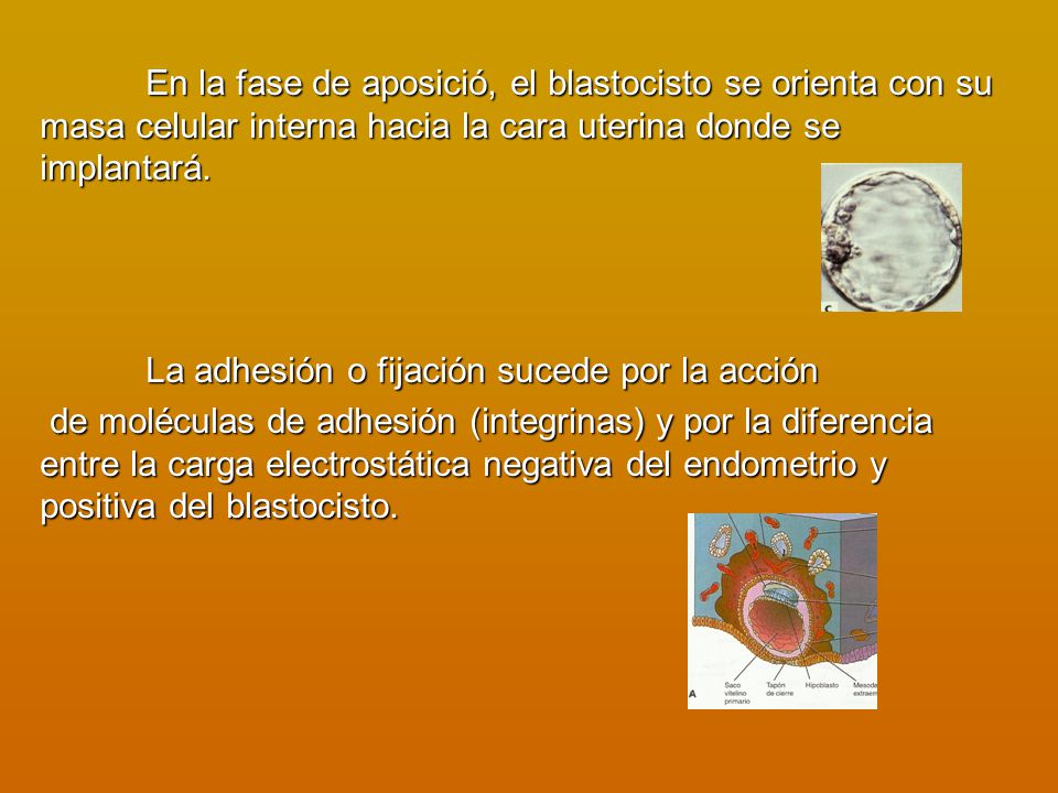 En la fase de aposició, el blastocisto se orienta con su masa celular interna hacia la cara uterina donde se implantará.