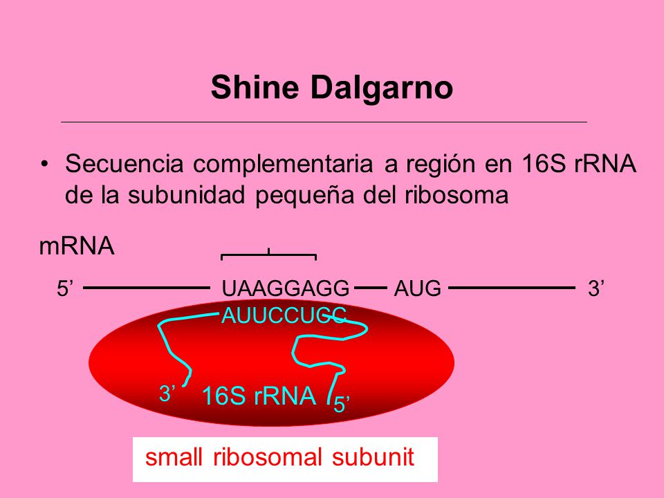 Shine Dalgarno Secuencia complementaria a región en 16S rRNA de la subunidad pequeña del ribosoma. mRNA.
