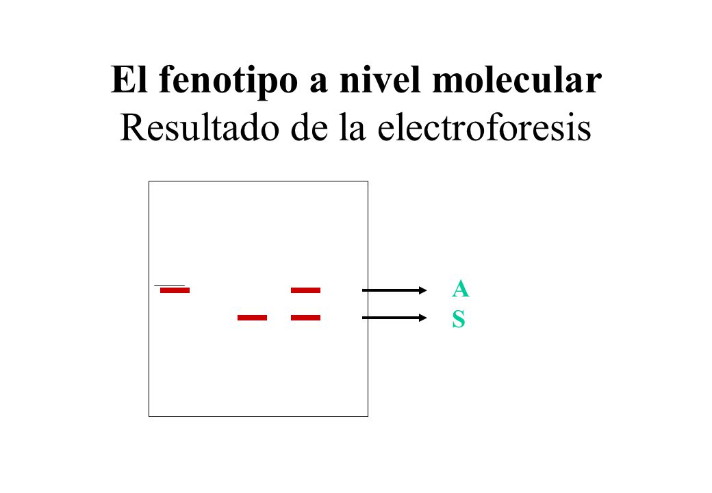 El fenotipo a nivel molecular Resultado de la electroforesis