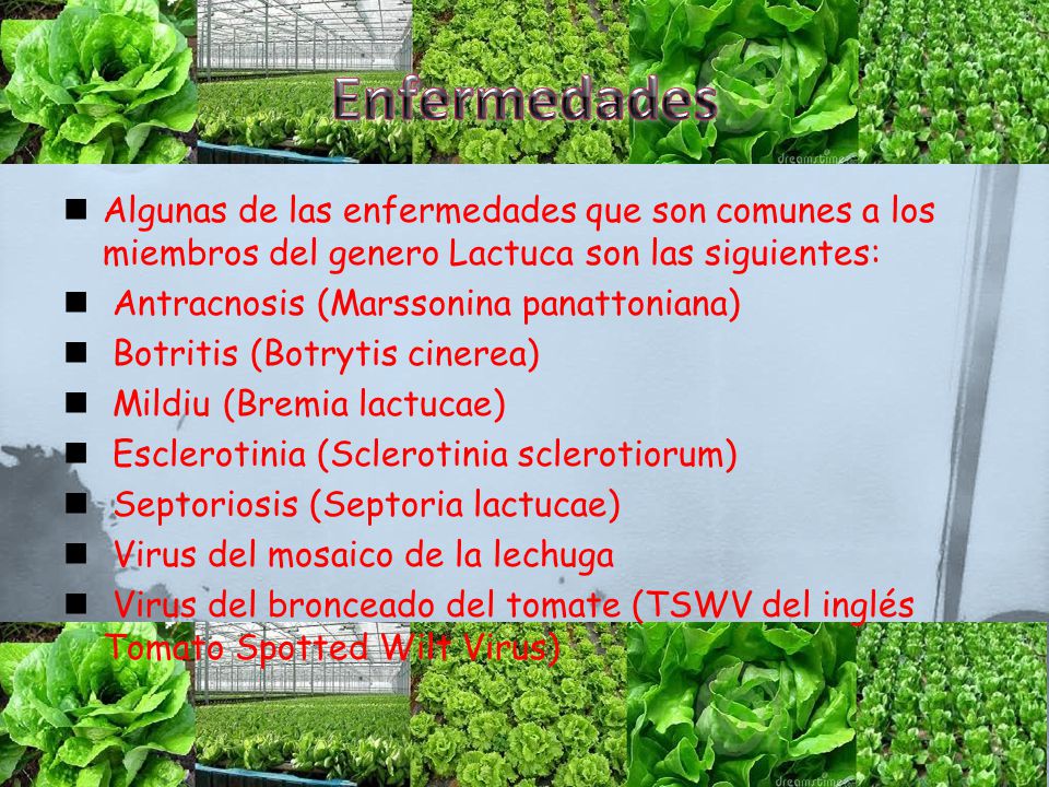 Enfermedades Algunas de las enfermedades que son comunes a los miembros del genero Lactuca son las siguientes: